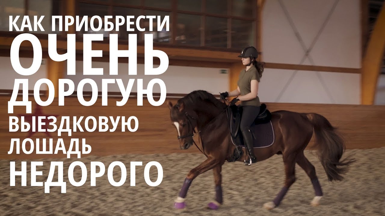 Как приобрести очень дорогую выездковую лошадь НЕДОРОГО