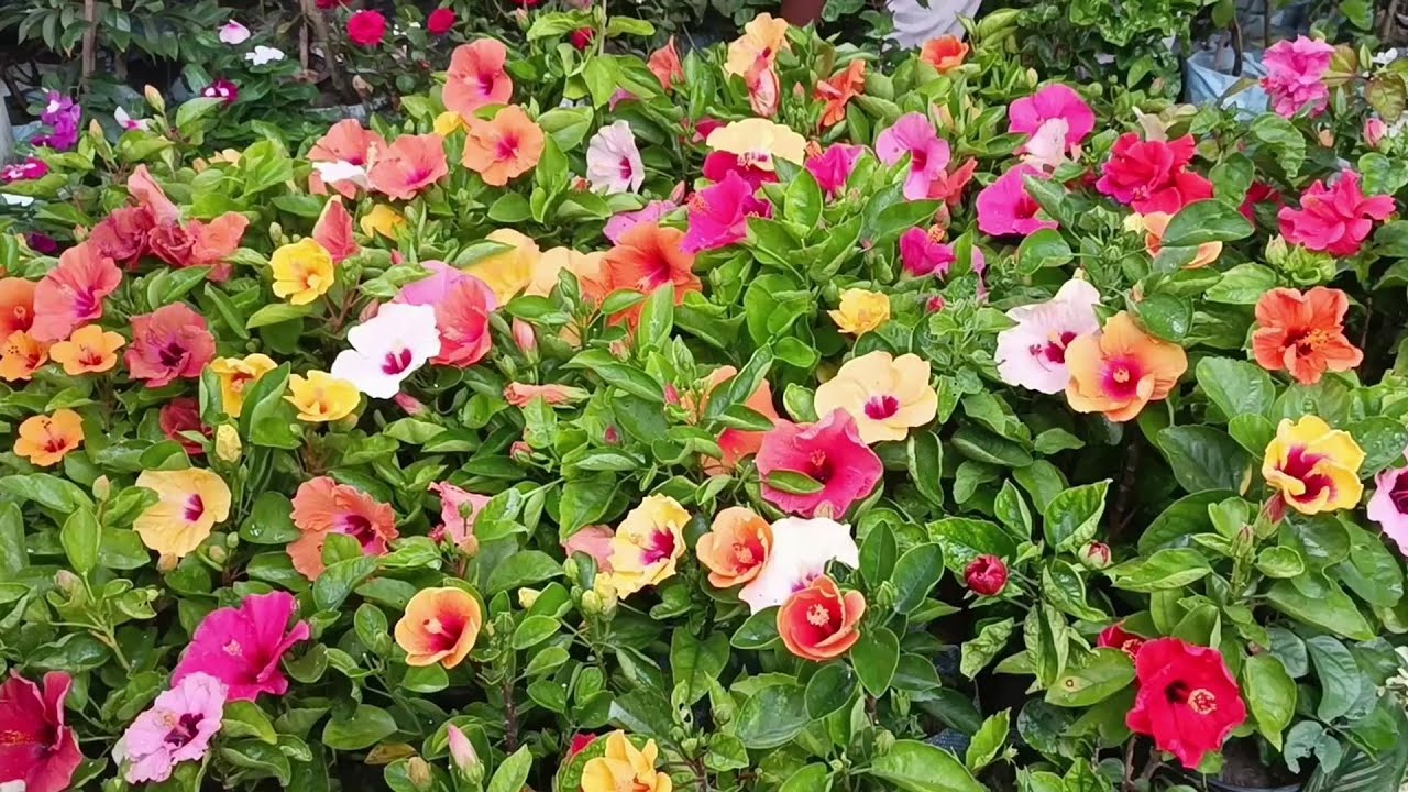 Indian Flower market || Kolkata flower plants market