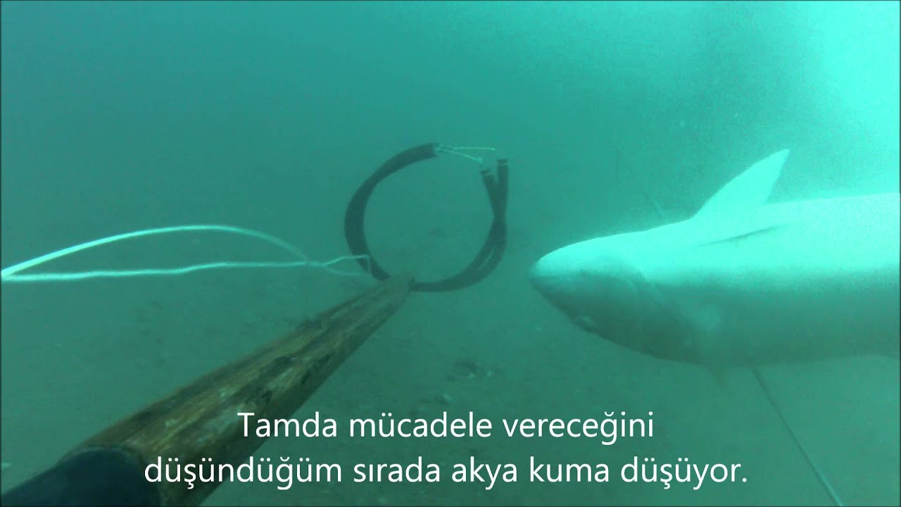 akya