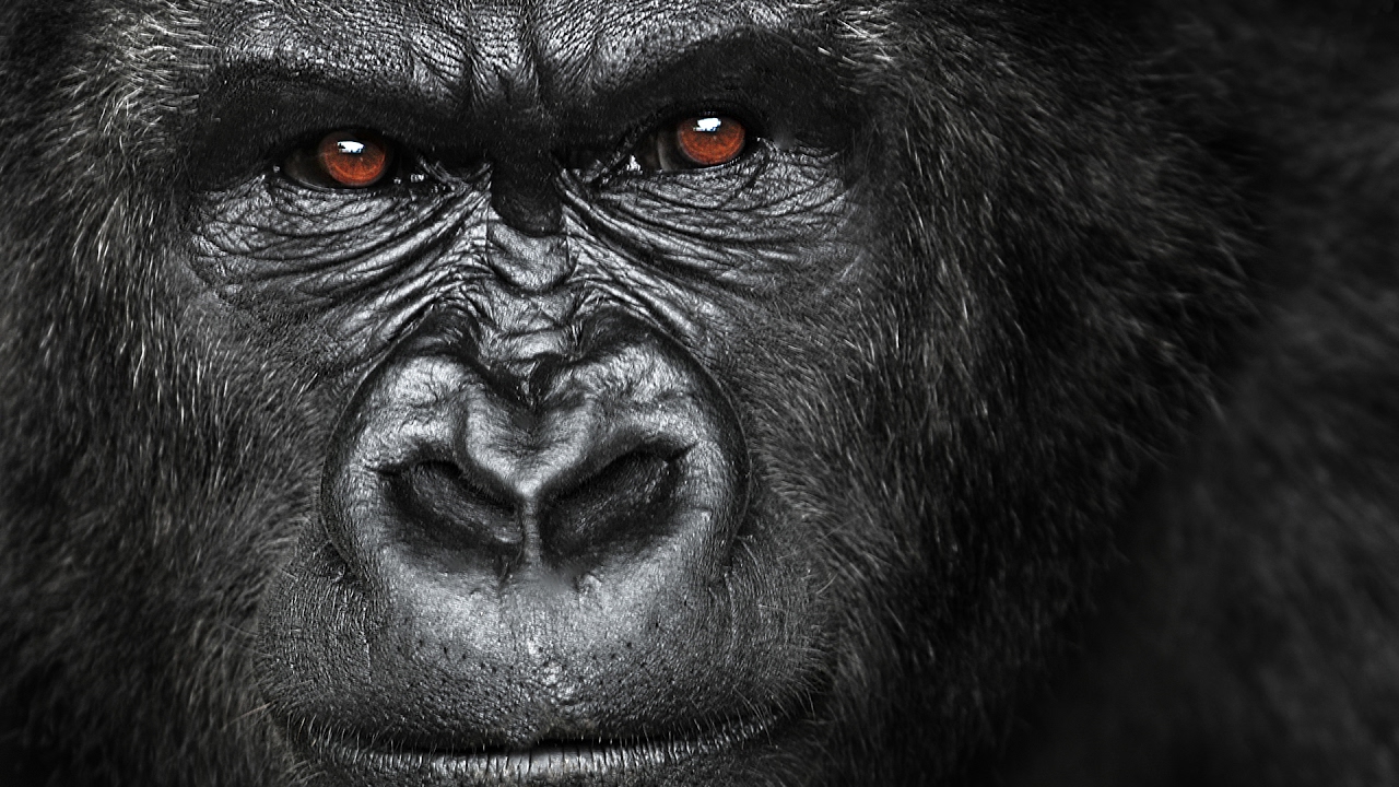 Gorilla as a Totem: Personality Characteristics and Life-Path Challenges