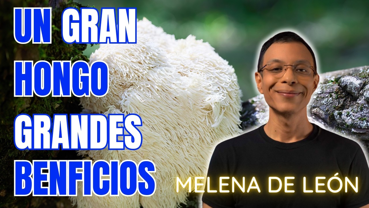 Melena de Le&oacute;n: El Hongo que Mejora tu Memoria &mdash; Descubre sus Beneficios Neuroprotectores