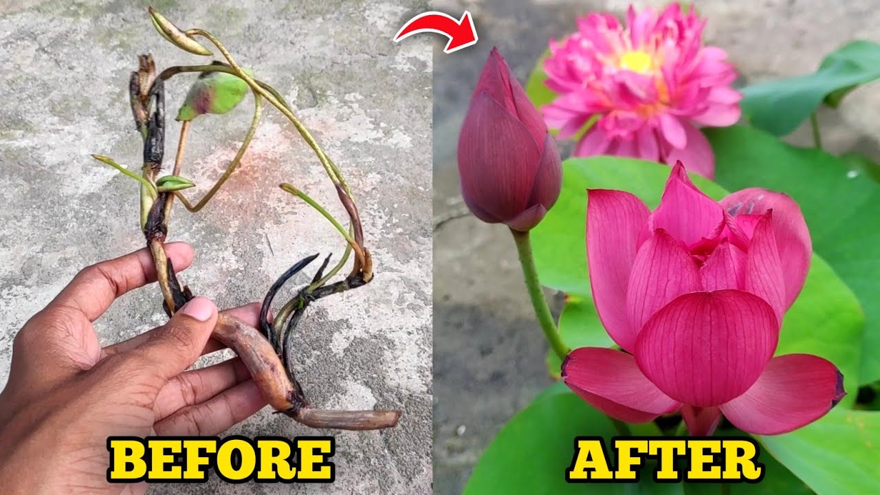 How To Grow Lotus Plant In Pot At Home (IN HINDI) Lotus Plant Growing Tips