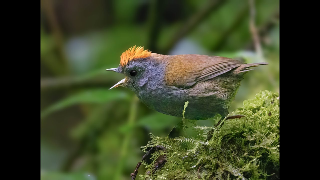 Self Guided Birding Trip to Panama