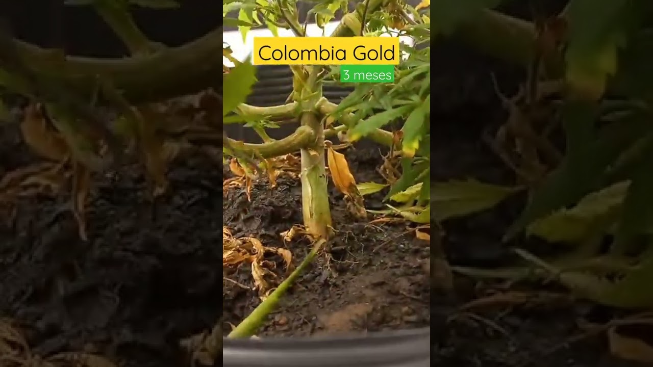 Colombia Gold 💚 3&deg; m&ecirc;s de vida 🥦