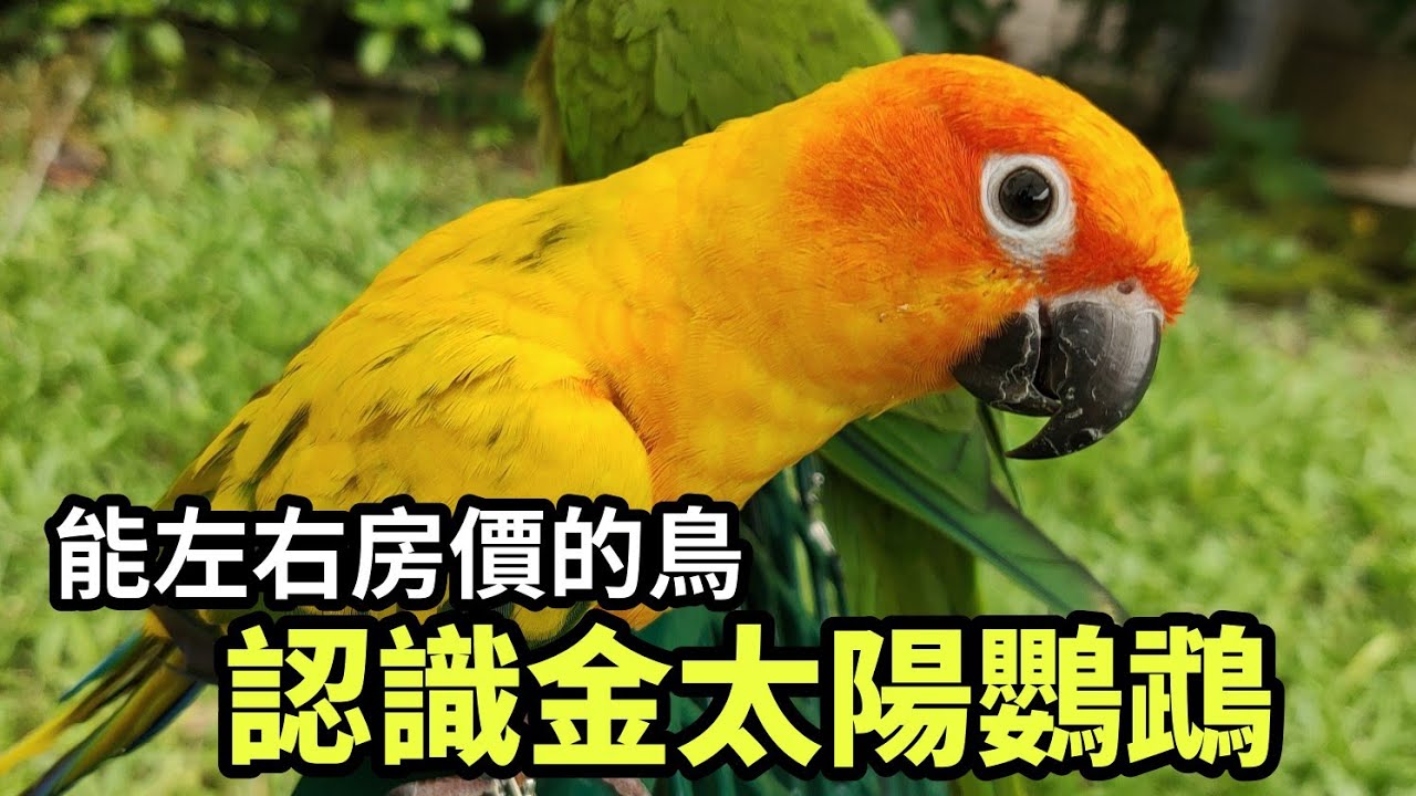 【鸚鵡藏經閣】認識金太陽鸚鵡！叫聲能夠大跌房價？熱情黏人？聰明好訓練？EP.7 | 精鵡瘋雲
