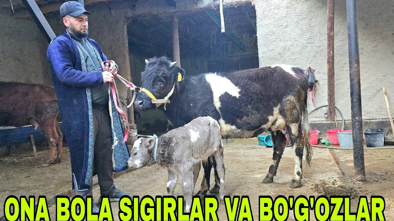 Dilshod akadan yangi partiya ona bola sigirlar va bo'g'oz g'unojinlar 13 марта 2026 г.