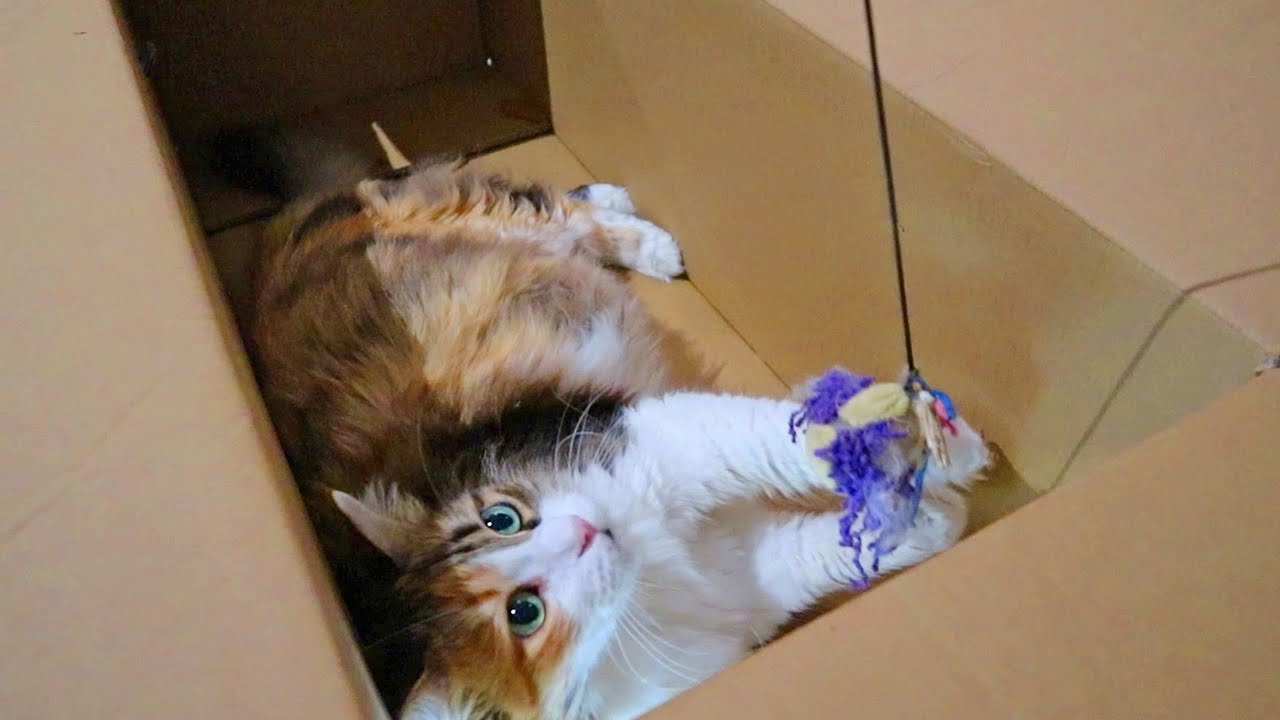 Playing with my cat