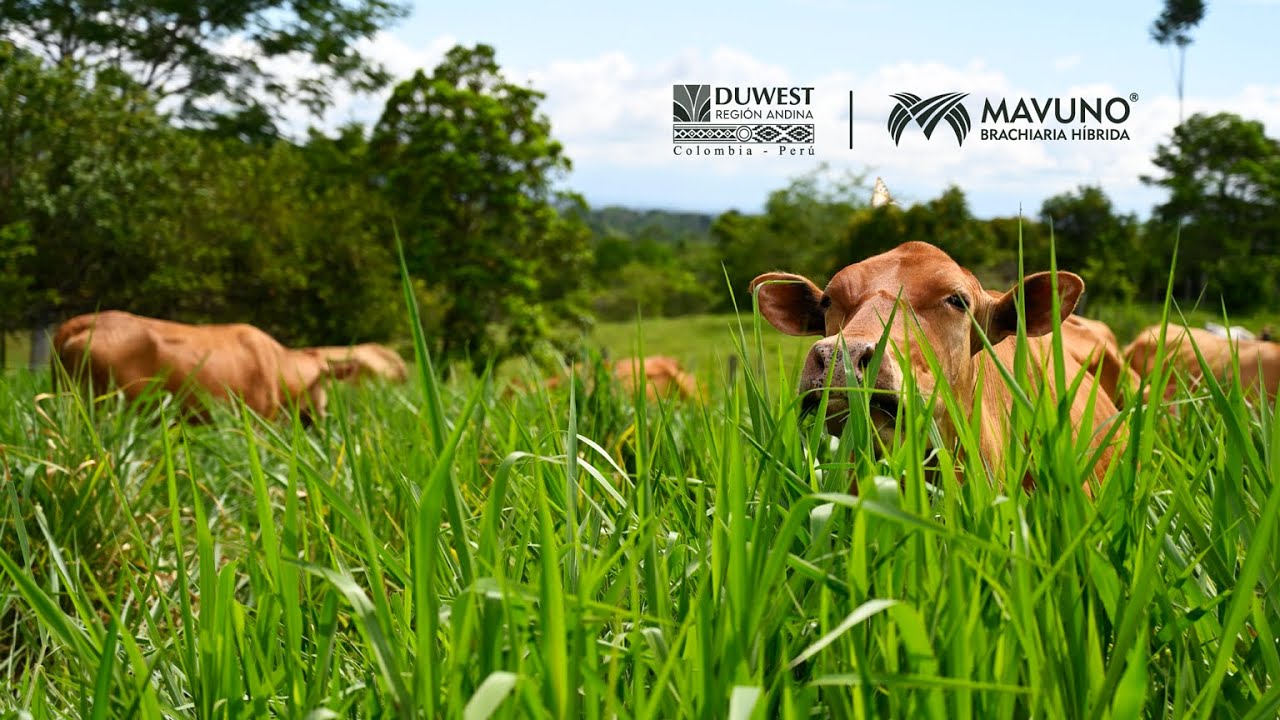 MAVUNO ESTA EN COLOMBIA  🇨🇴 | El MEJOR PASTO DEL MUNDO TROPICAL. #agro #pasto #agriculture #mavuno