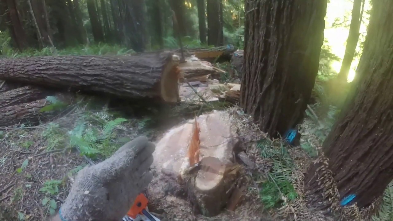 The Faller's Corner - HARD Side Leaning Tree, Sizwell AND A Triple Hinge, With A Mid-Distance Push