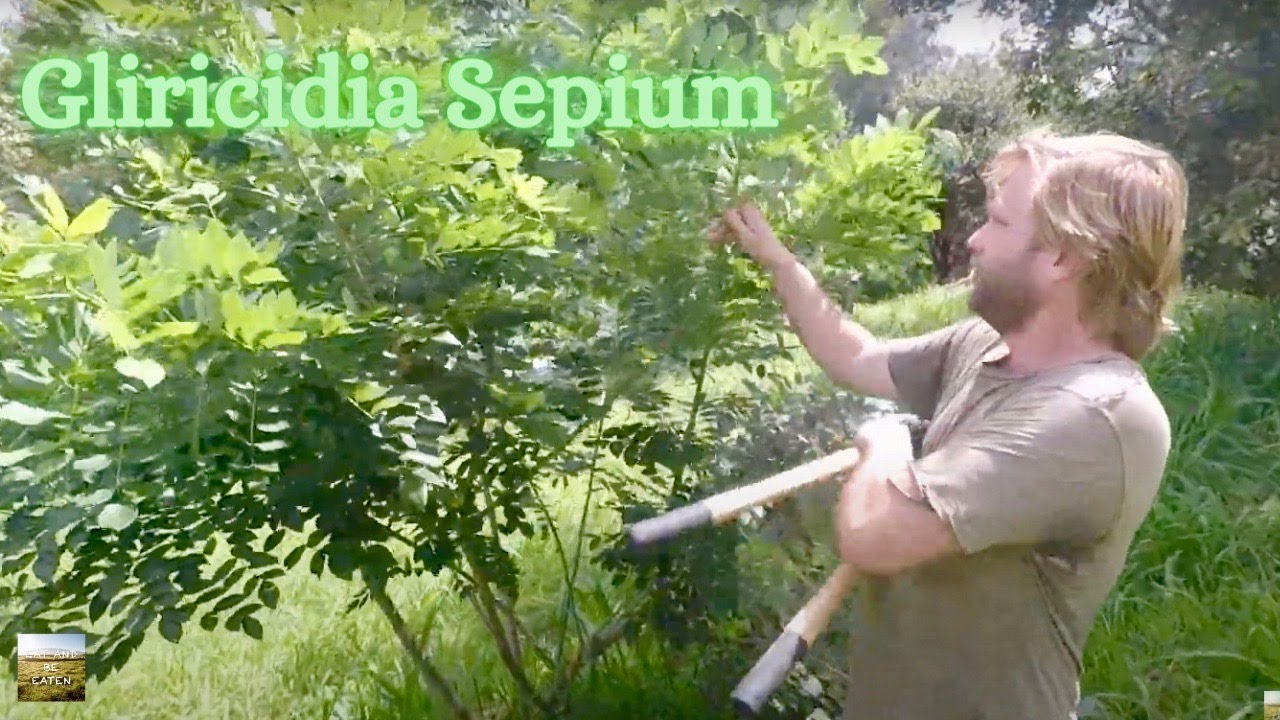 HOW-TO: Propagate Gliricidia (Mother of Cacao) | Principles of Permaculture | Eat And Be Eaten