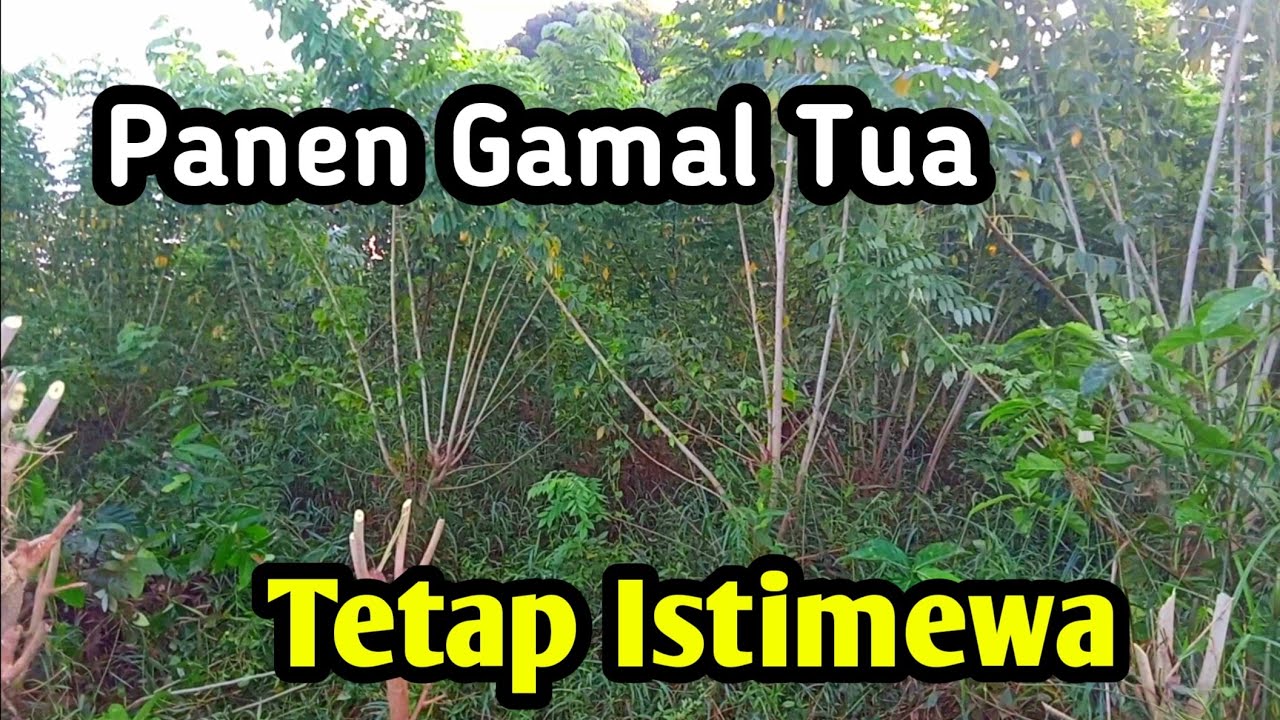Panen Gamal Lebih Umur, Tips Ternak kambing