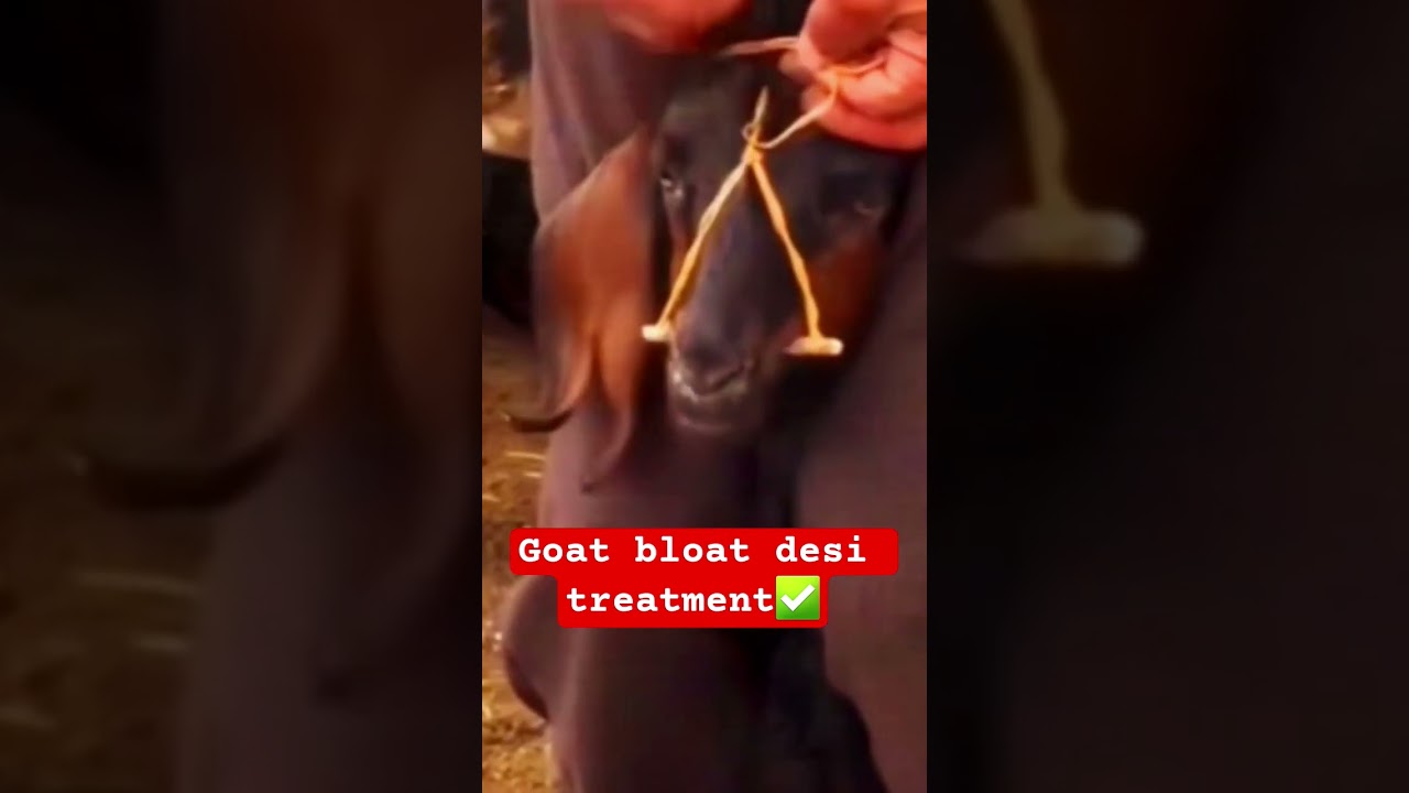 Goat bloat desi treatment