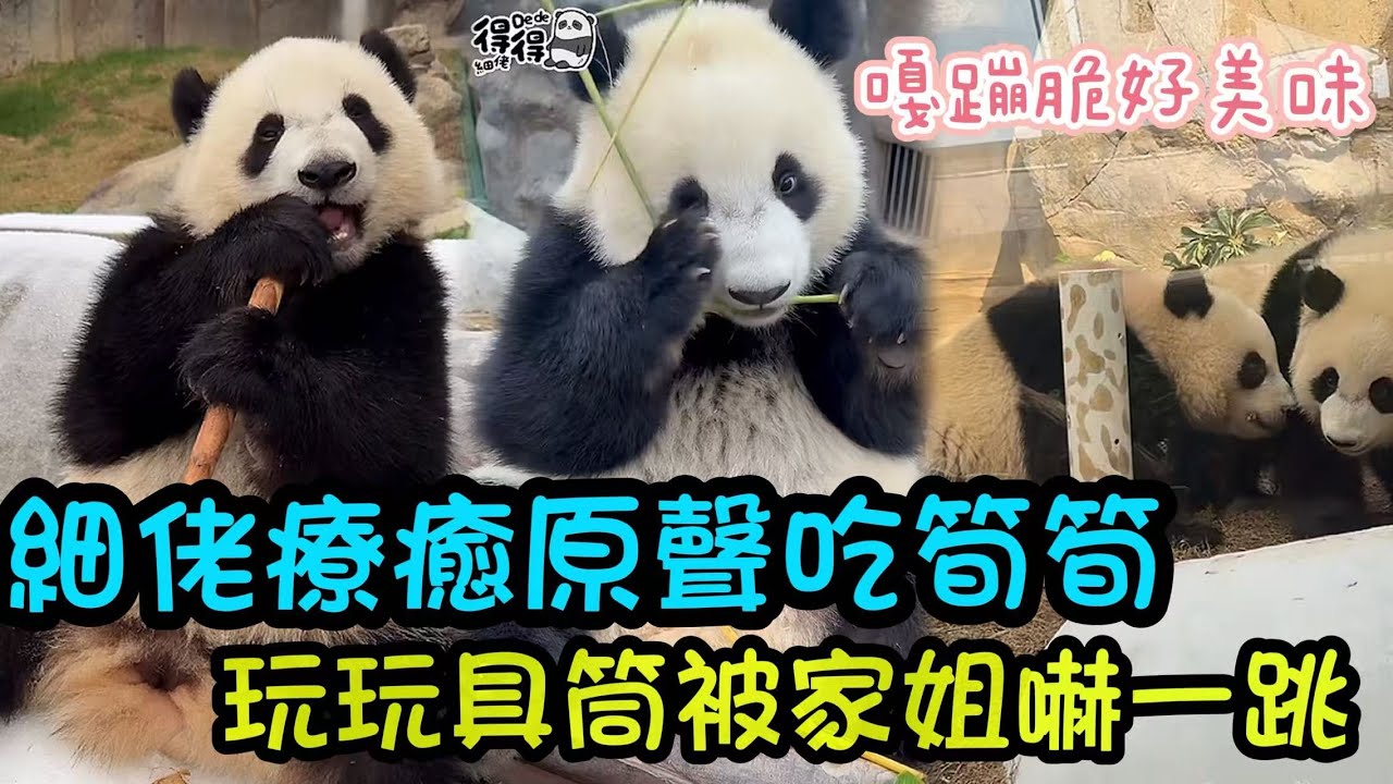 1月30日    細佬療愈原聲吃筍筍，嘎嘣脆好美味；細佬玩玩具時被家姐嚇一跳彈起來#香港大熊貓  #大熊貓樂樂 #大熊貓家姐細佬 #大熊貓盈盈