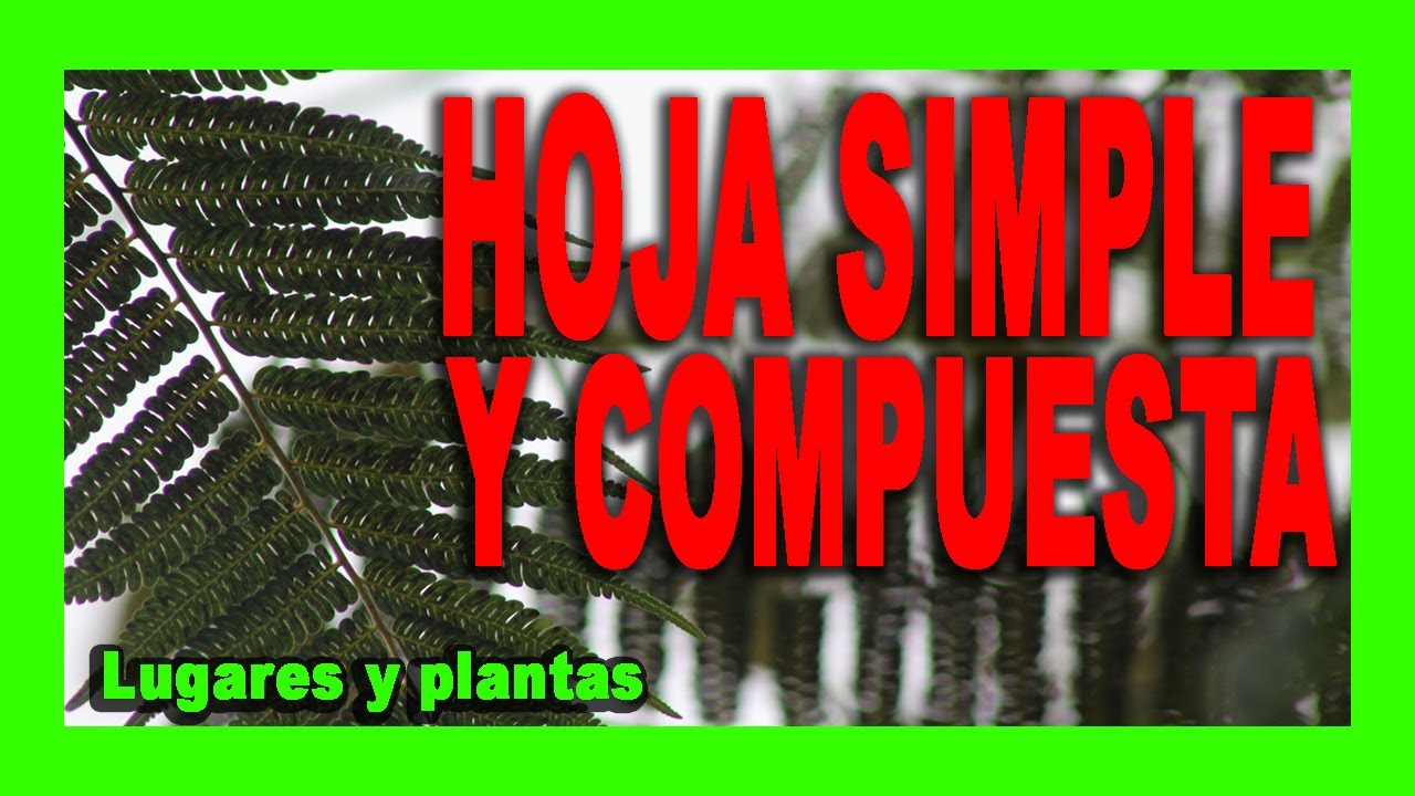 Que es una HOJA SIMPLE y HOJA COMPUESTA🌿🌻💚 ? FÁCIL ❗❗ Curso de botánica 💥Importancia de las hojas