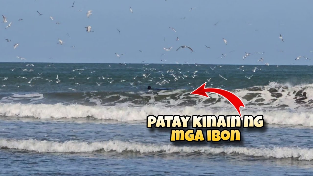 NAKITA NA ANG HINAHANAP KINAIN NA NG MGA IBON @JaperSniperOfficial 