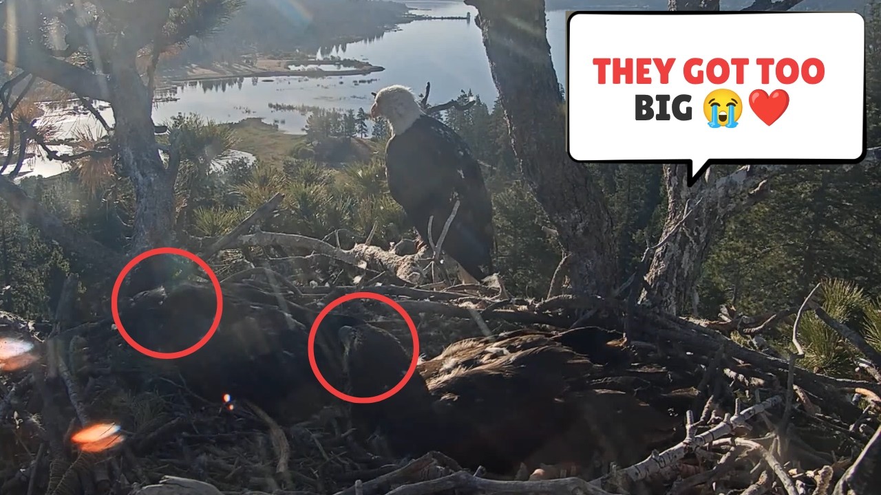 No Space Left in the Nest 😱🦅 Sandy & Luna Are HUGE Now!&rdquo;
