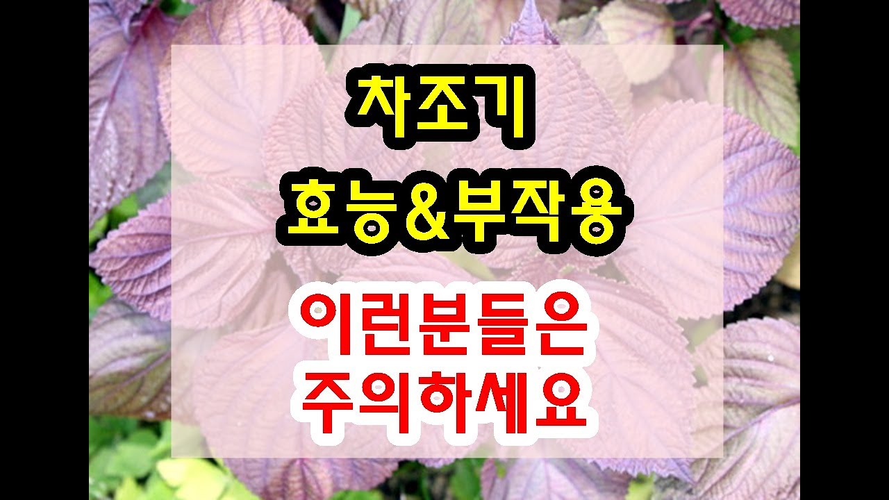 차조기 효능과 부작용 잘 알고 드셔야해요~