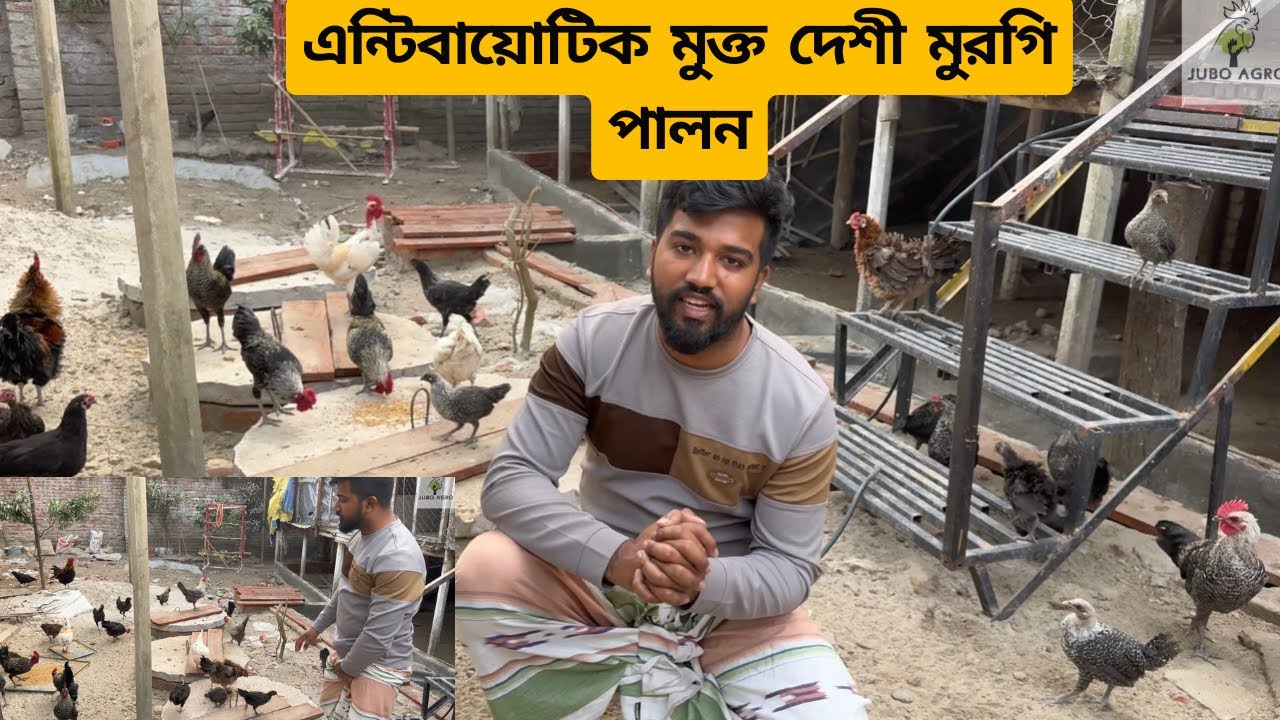 এন্টিবায়োটিক মুক্ত দেশী মুরগি খাওয়াবো ইনশাল্লাহ। এন্টিবায়োটিক মুক্ত দেশি মুরগি পালন