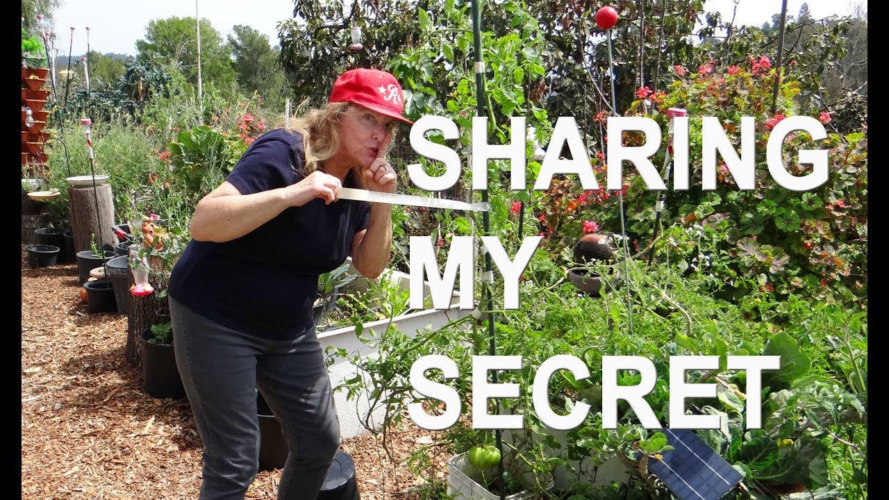 How to Stake & Prune Tomatoes - EASY Method CHANGED My LIFE~ Growing Tips & Cheap Garden Techniques
