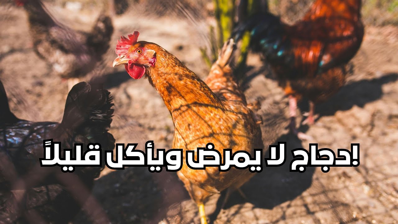 لماذا دجاج الفيومي هو الأفضل في المغرب والوطن العربي؟ | مشروع مربح جداً
