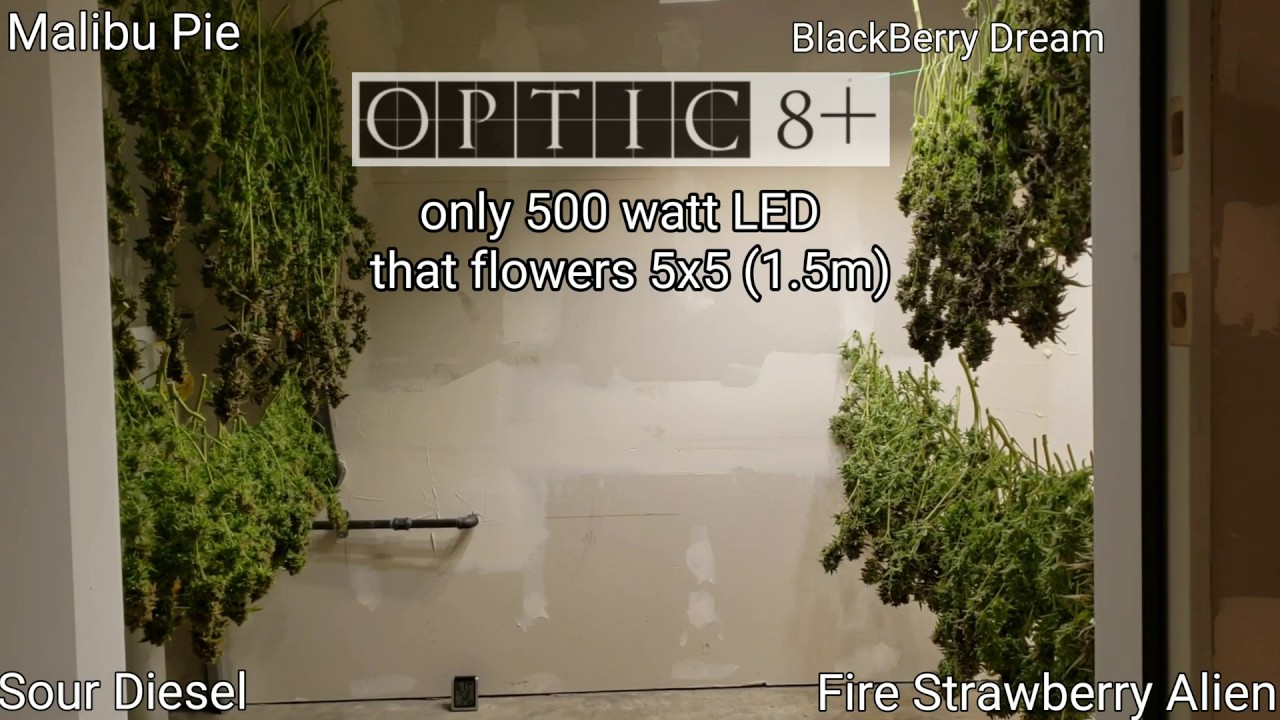 Harvesting Cannabis from the Side by Side Grow - 5x5 Optic 8+ Harvest - 4KHD