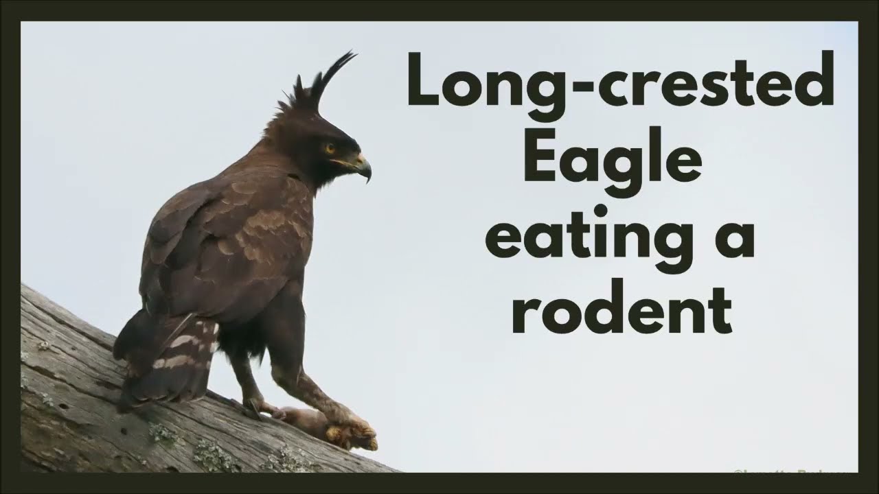 LONG-CRESTED EAGLE EATING A RODENT