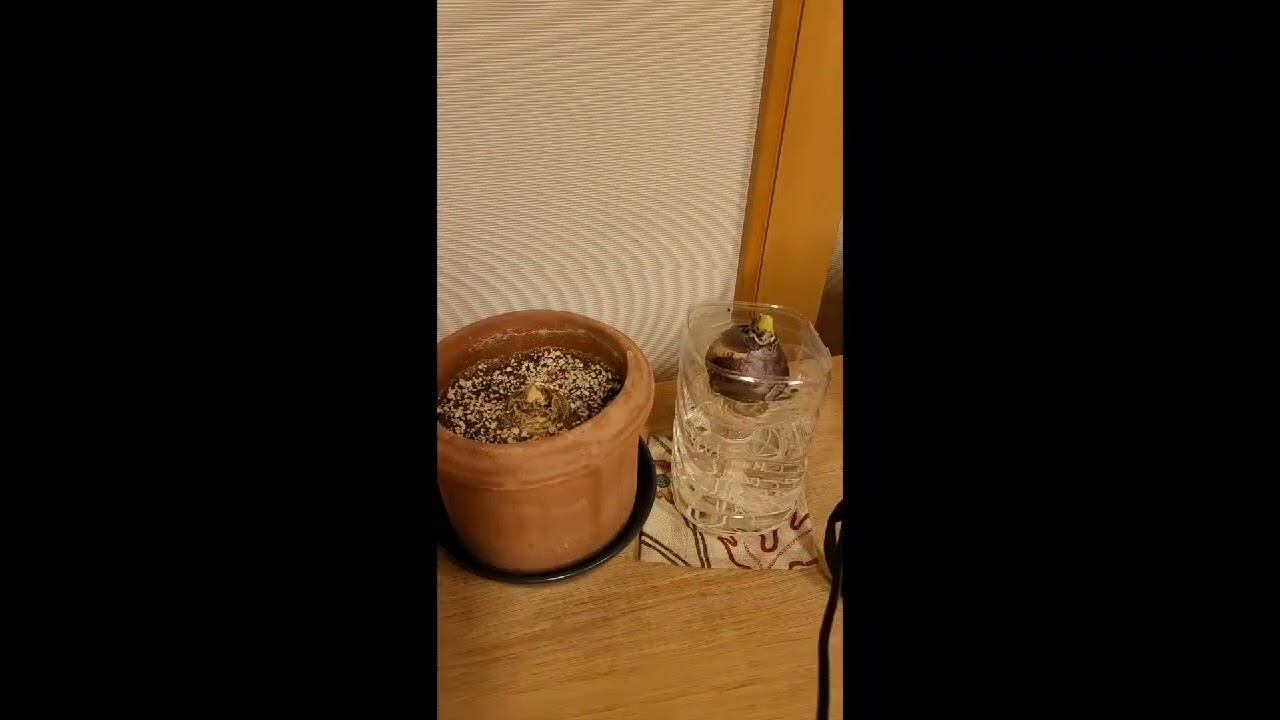 Growing Onion Timelapse