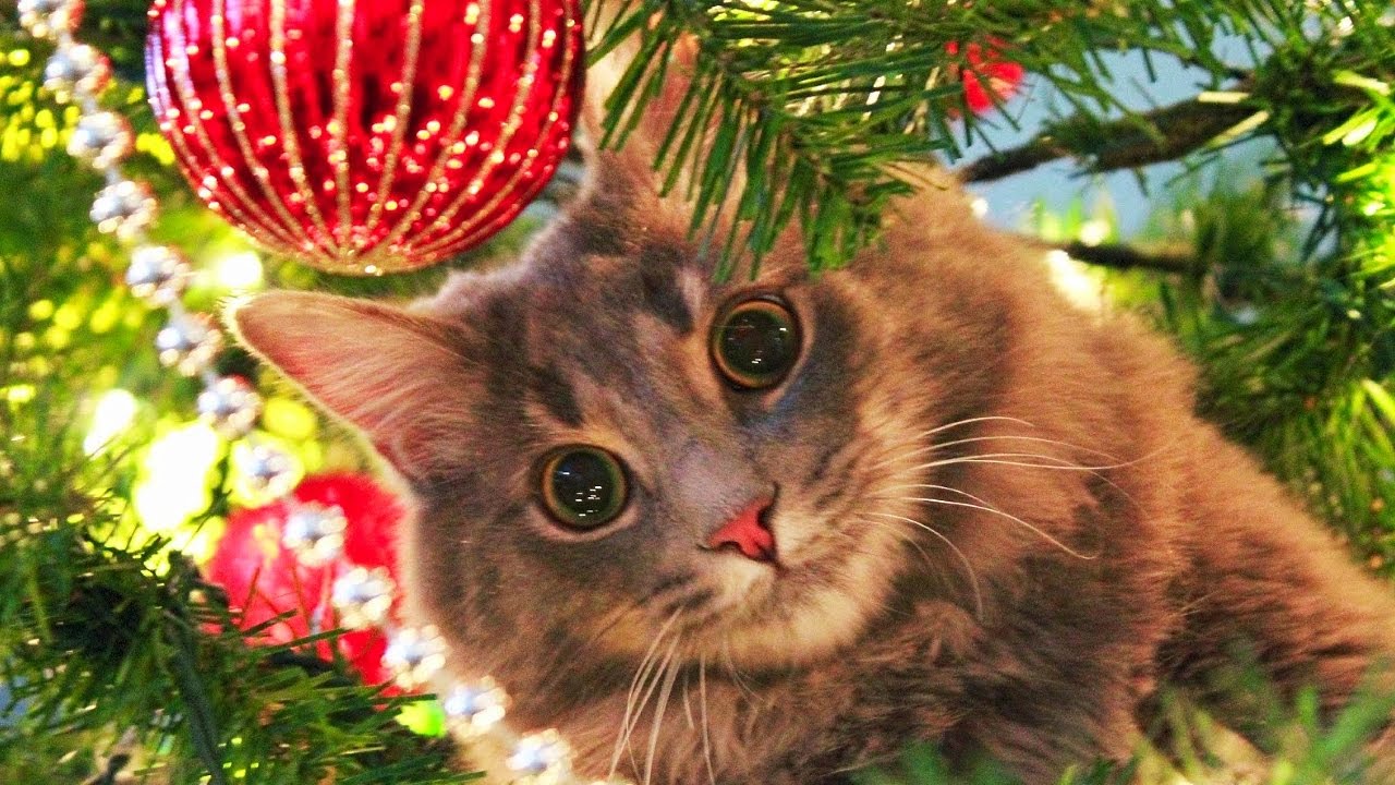 Cats Love Christmas Trees Compilation NEW