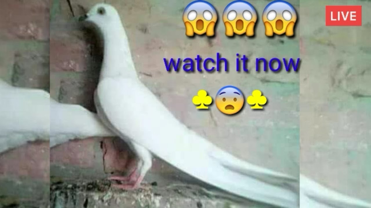 Pakistani high quality patti waly kabootar by faisalabad pigeons