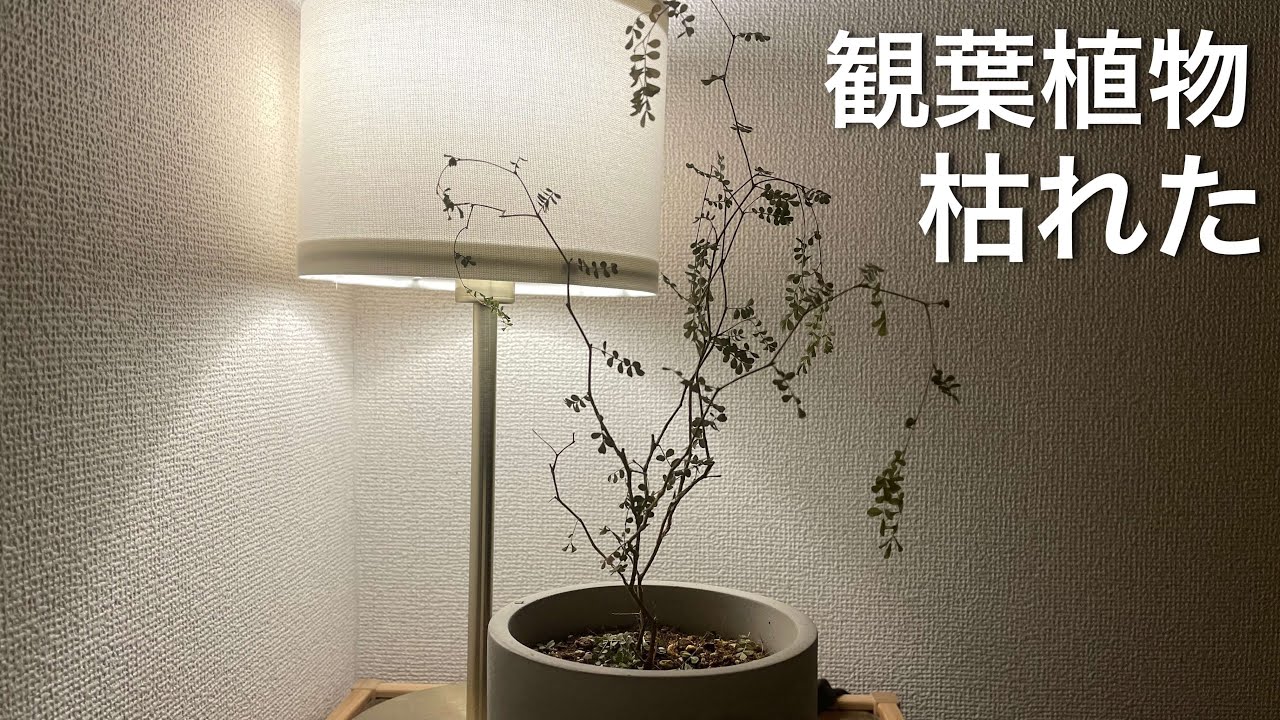 ソフォラリトルベビーの葉が落ちて枯れてしまった【観葉植物】