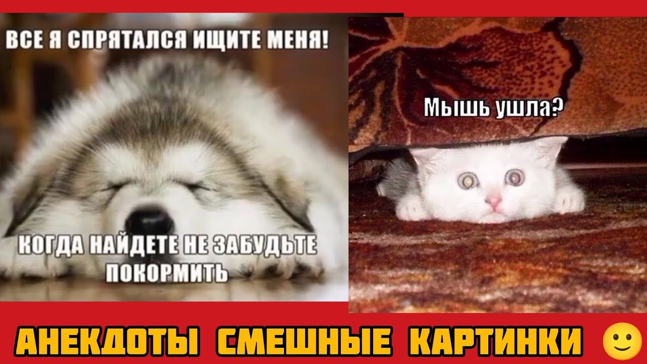 ВСЕ Я СПРЯТАЛСЯ ИЩИТЕ МЕНЯ!КОГДА НАЙДЕТЕ НЕ ЗАБУДЬТЕ ПОКОРМИТЬ ! смешные картинки и весёлая музыка 