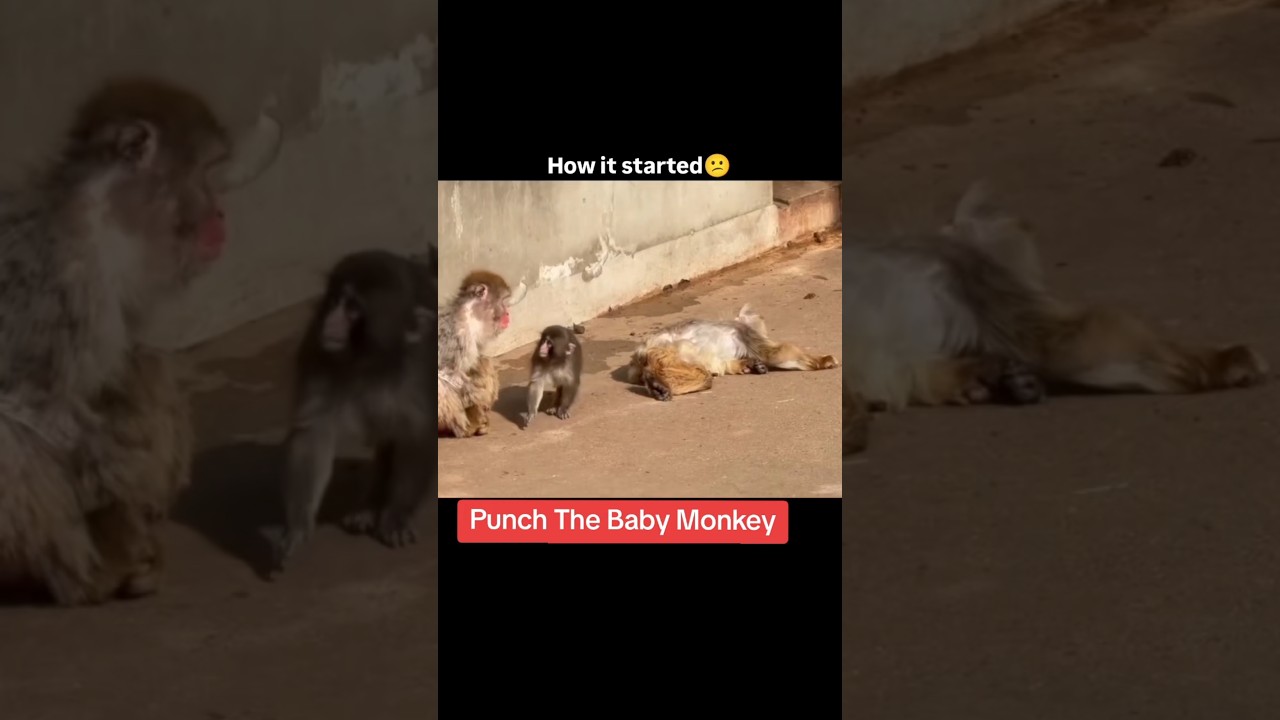 Punch the baby monkey update