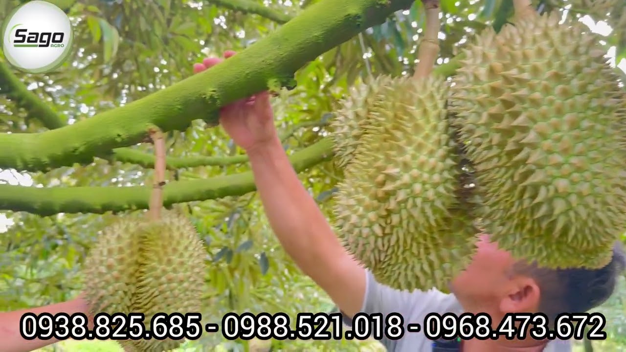 TRÁI 93 NGÀY BỘ LÁ KHÔNG CHỖ CHÊ, TRÁI XANH, GAI NHÍM, LỚN ĐỒNG ĐỀU 