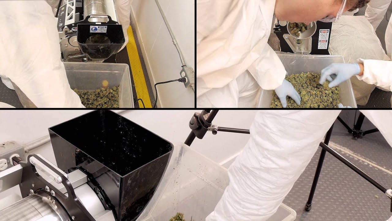 DRY Trimming Cannabis with the Twister T4