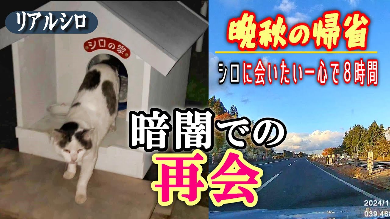 【暗闇の中の再会】シロとの再会を願って：叔父宅の『シロの家』へ【オリジナルBGM】