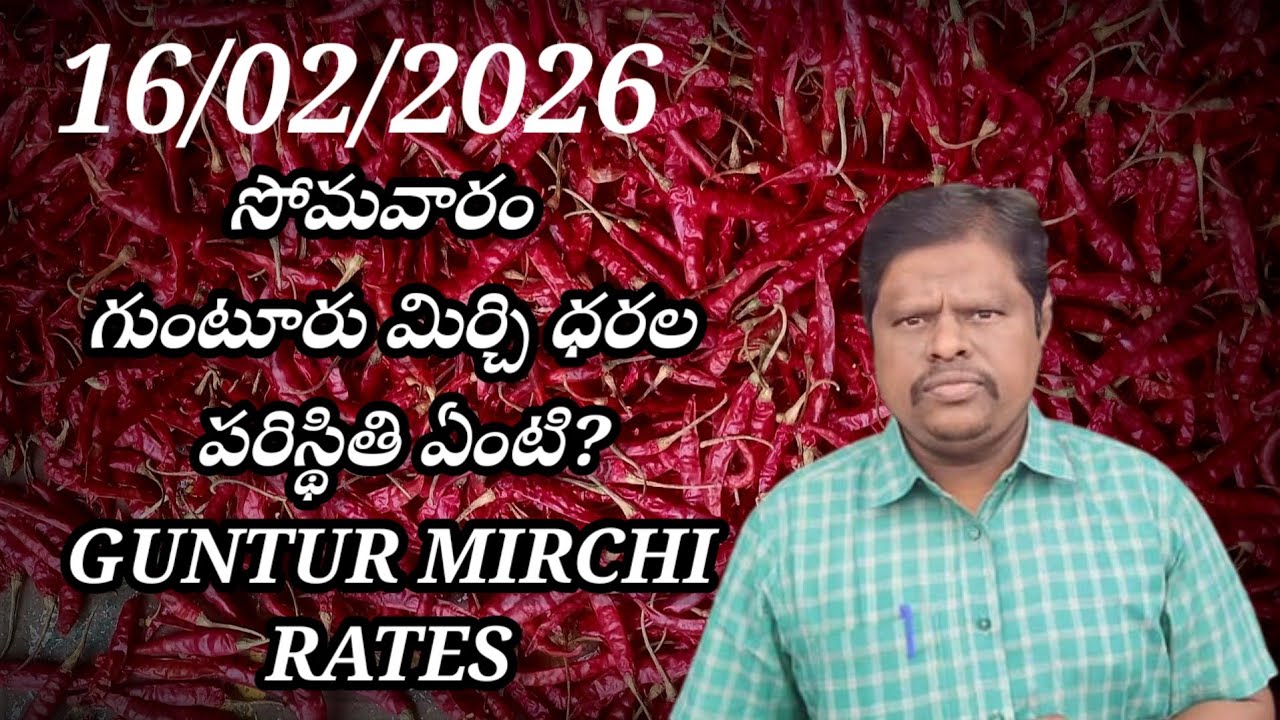 16/02/2026 తగ్గుతున్న గుంటూరు మిర్చి ధరలు GUNTUR MIRCHI MARKET RATES 