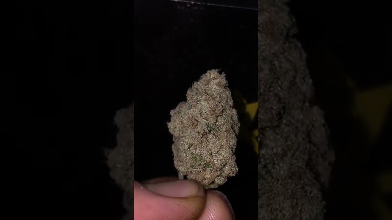 Animal cookies x kush mint #11 - seed junky genetics - KINGSEEDS