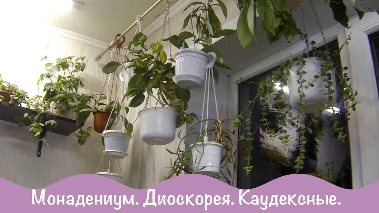 Цветы дома. Каудексные растения. Диоскорея. Монадениум.