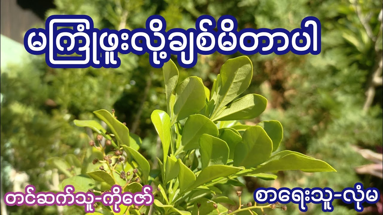 မကြုံဖူးလို့ချစ်မိတာပါ ( စ / ဆုံး ) စာရေးသူ-လုံမ / တင်ဆက်သူ-ကိုဇော်