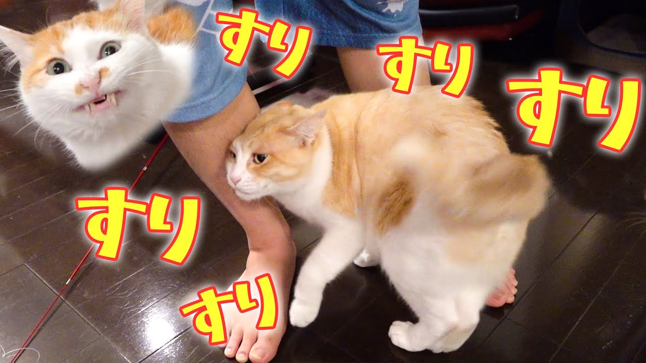 立っているだけで猫がスリスリしてくれる世界