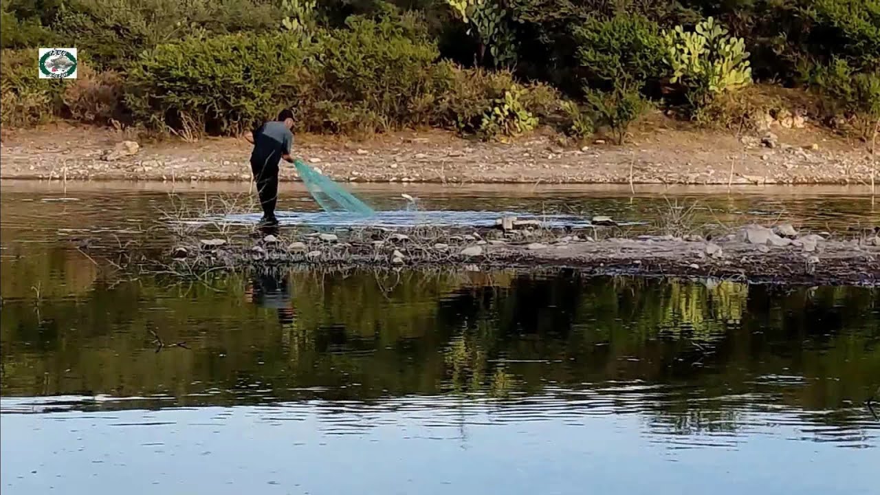 LAGUNA LLENA DE TILAPIAS GRANDES tarrayazos llenos