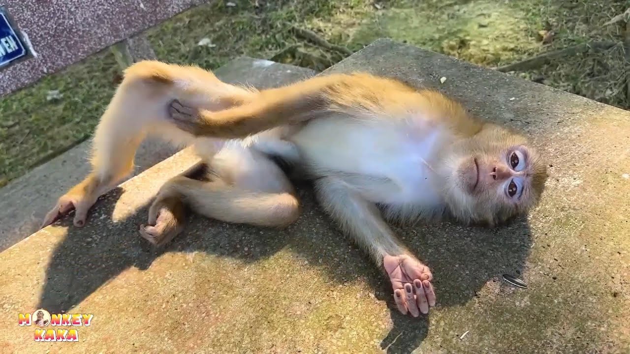 Is there still any hope for Monkey Kaka to return home?