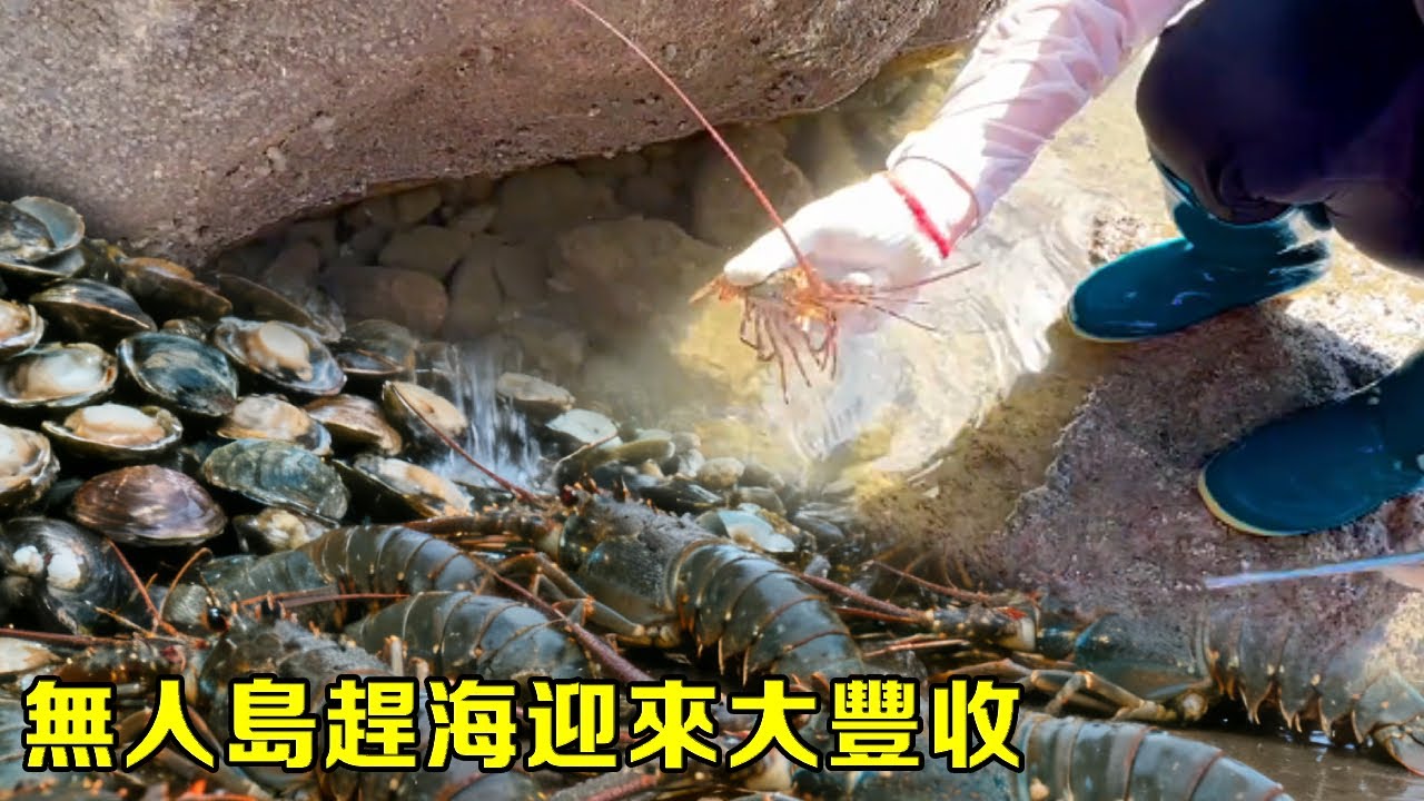 小漁無人島趕海迎來大豐收，滿桶龍蝦、沙白、螃蟹，感慨真是趕海寶地【漁小仙】