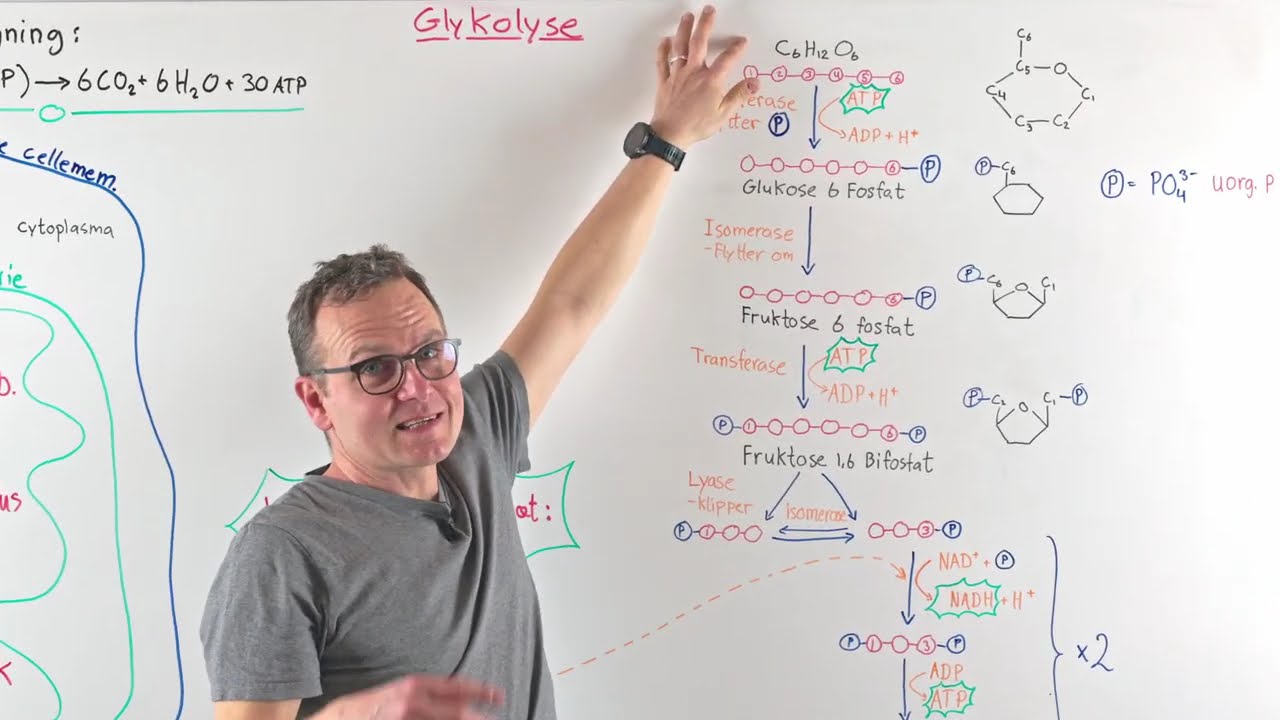 Glykolysen - detaljeret forklaring
