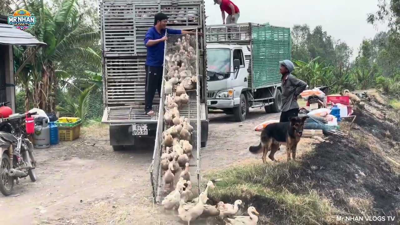 Full Video: Is Dog Assisted Duck Farming REALLY Better Than Traditional Methods