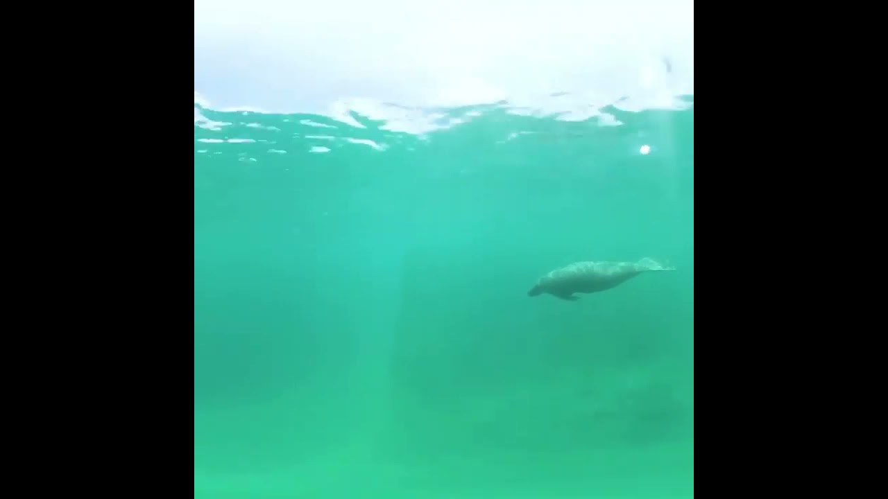 Amazing beauty of manatee
