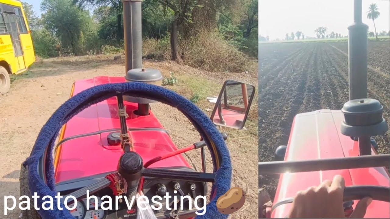Aalu harvesting 🥔