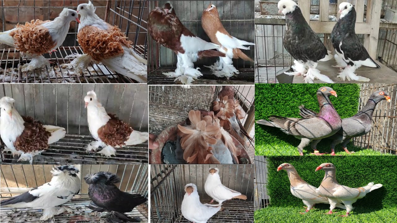 #best quality fancy pigeon selling video in Kolkata #kobutor selling video #Ayan pigeon fram #topp