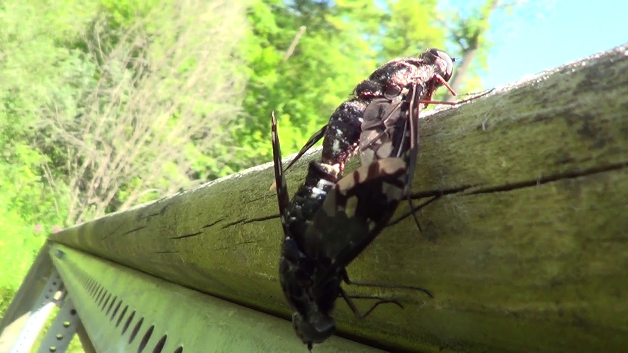 Tiger-Bee Flies Mating 1 HQ HD