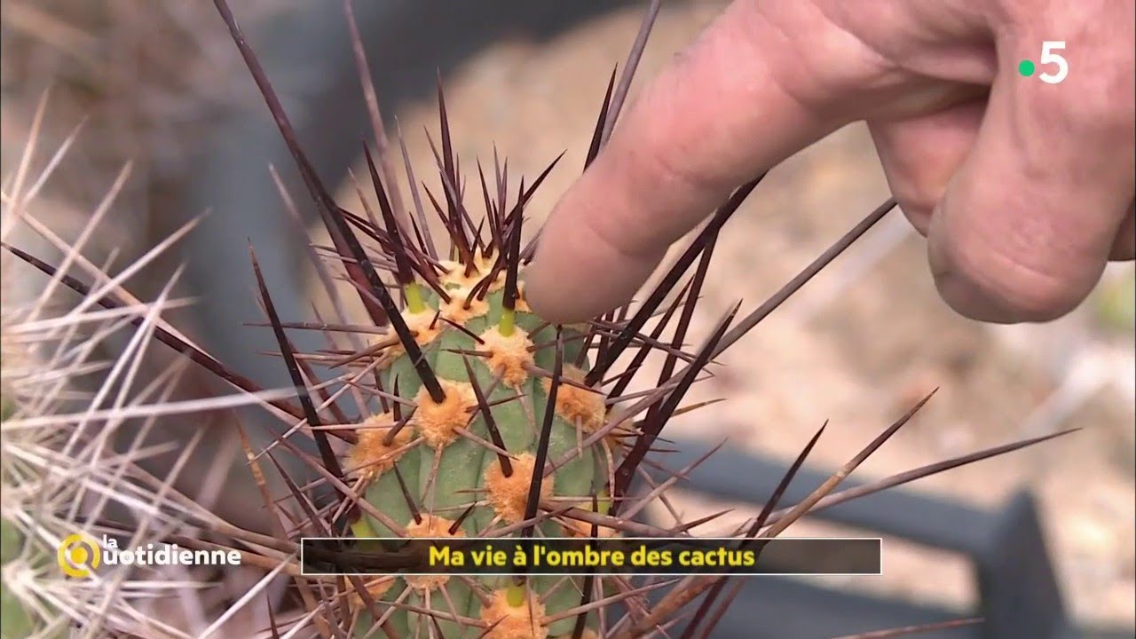 Comment bien entretenir ses cactus ?